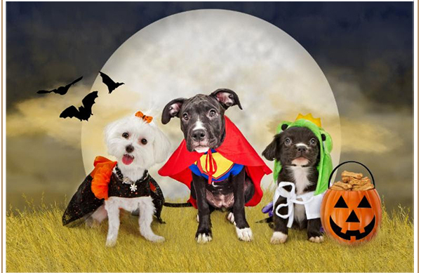 
							 See image for full details